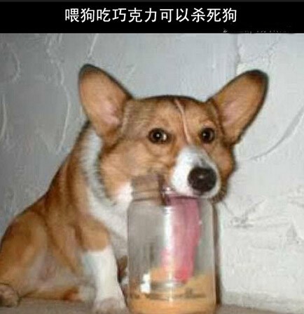 十万个冷知识:喂狗吃巧克力可以杀死狗(10)